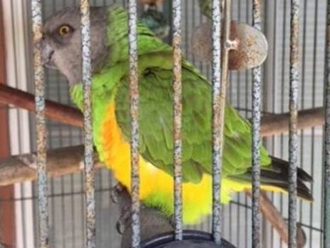 Stolen African Senegal Parrot