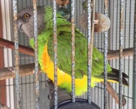 Stolen African Senegal Parrot