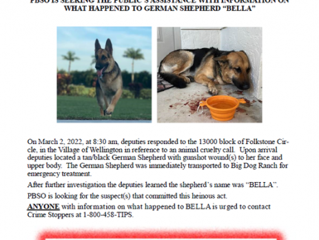 $13,000 Reward for help finding the Suspect who shot Bella