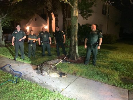 Ally the Alligator was safely removed and taken to a location in Labelle.