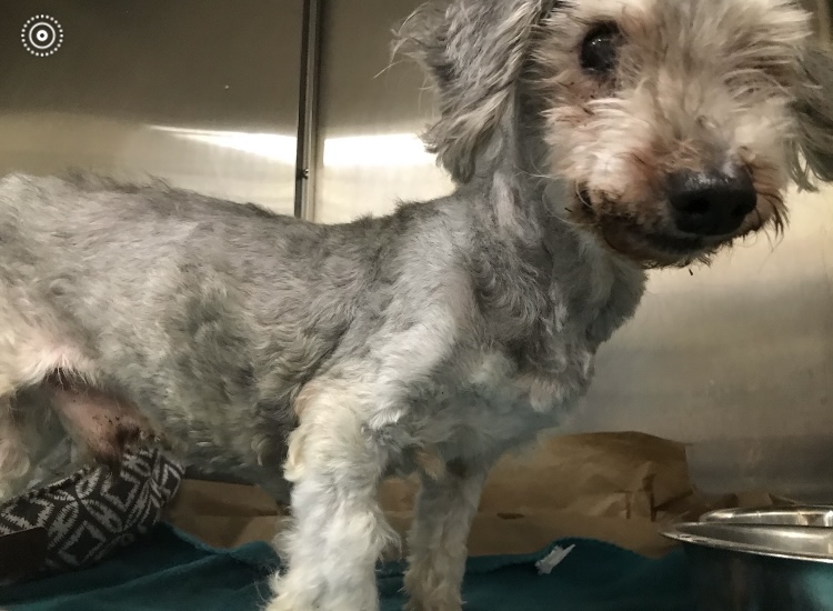Seeking the Identity of a Suspect Wanted for Animal Cruelty - Palm Beach County Sheriff's Office Seeking the Identity of a Suspect Wanted for Animal Cruelty - Palm Beach County Sheriff's Office