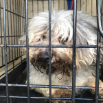 Maltese dog was left abandoned locked inside a dog crate at a gas station.