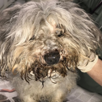 Maltese dog was left abandoned locked inside a dog crate at a gas station.