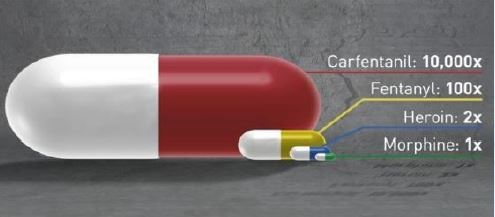 Dosage Comparison Carfentanil