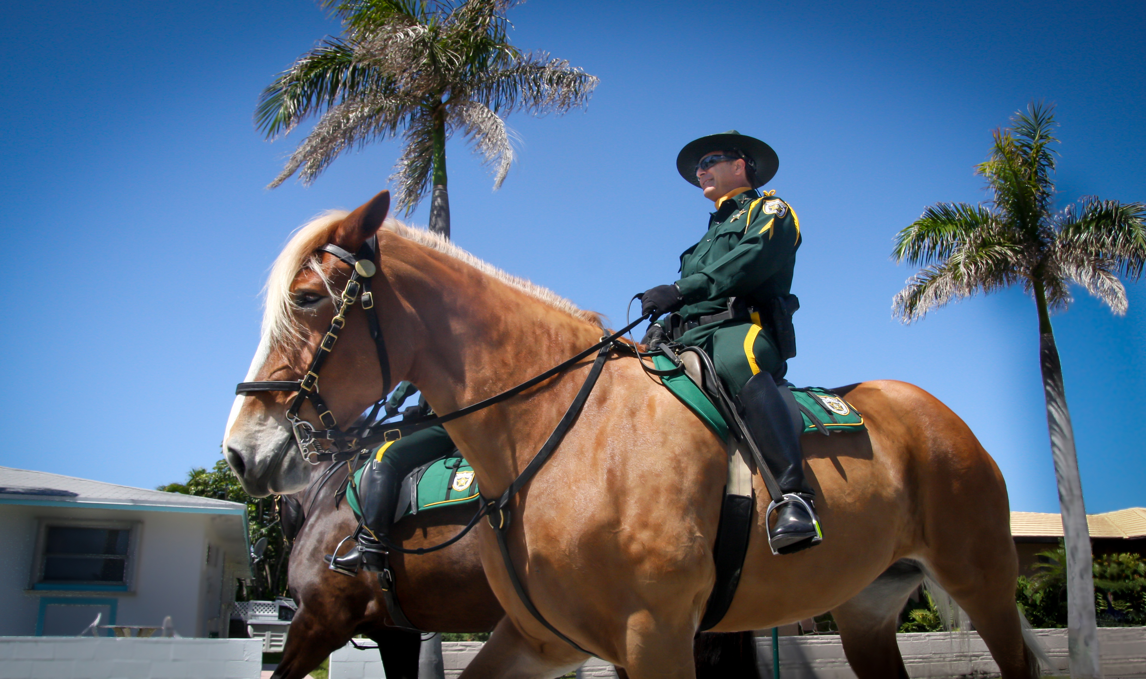 PBSO-20110312-0001-horse-highres