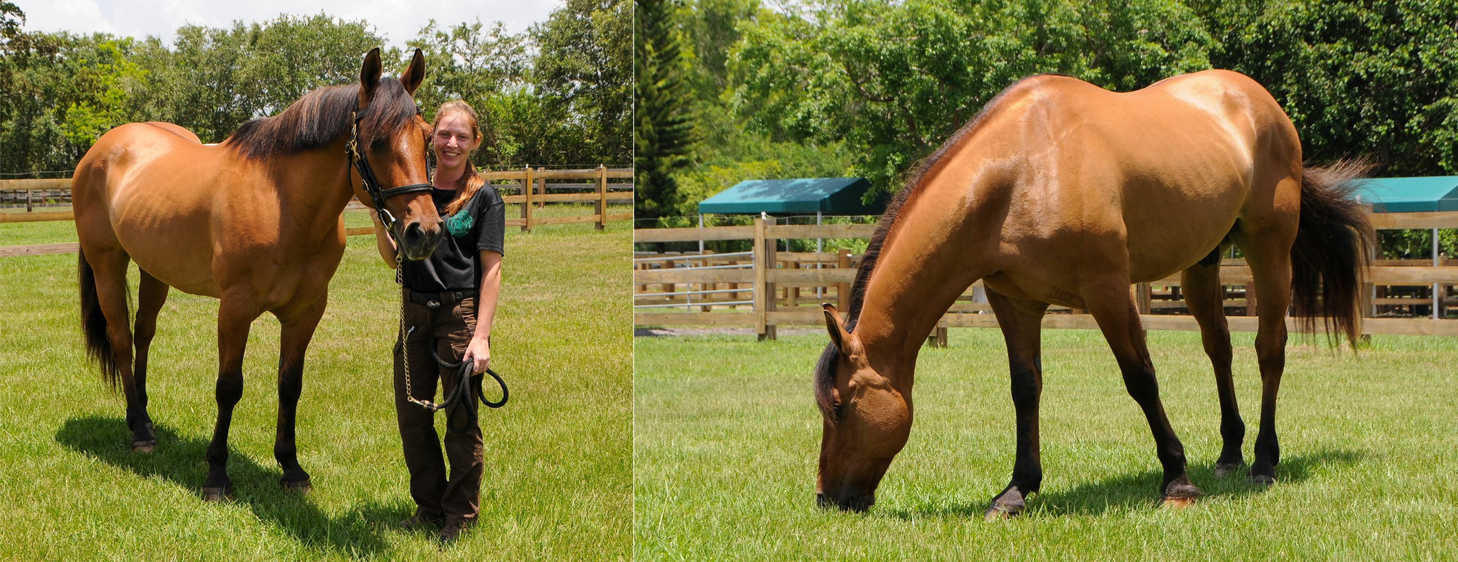 Meet Our Newest Four-Legged Deputy