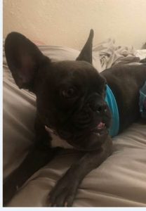 Natalia - 1 yr old French Bulldog