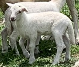 Help Find Stolen Baby Sheep