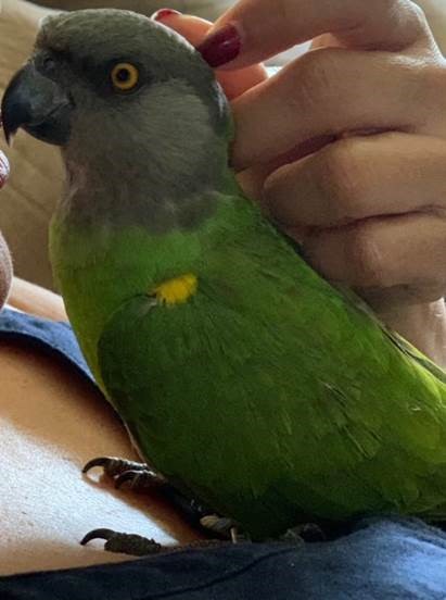 Stolen African Senegal Parrot