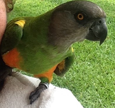 Stolen African Senegal Parrot