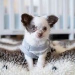 Rosie was stolen from Puppy Buddy Pet Store