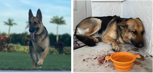Upon arrival deputies located a tan/black German Shepherd with gunshot wound(s) to her face and upper body.