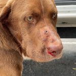 Deputies responded to a shooting of a dog at Kennedy Estates Park located in the 6800 block of Booker T. Blvd, Jupiter.