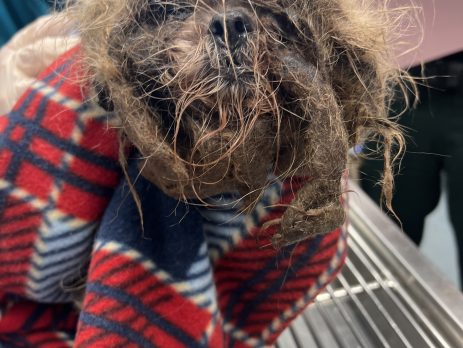 Neglected 6yo Shih Tzu found in heinous condition.