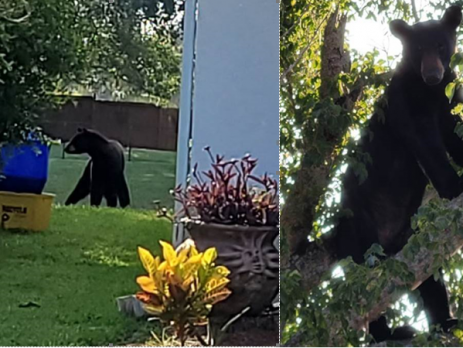 PBSO’s role was to assist FWC Officers until they were able to locate a trapper, tranquilize the bear and relocate it.