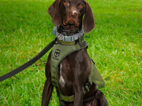 Ross is a German Shorthaired Pointer that will be working search and rescue.