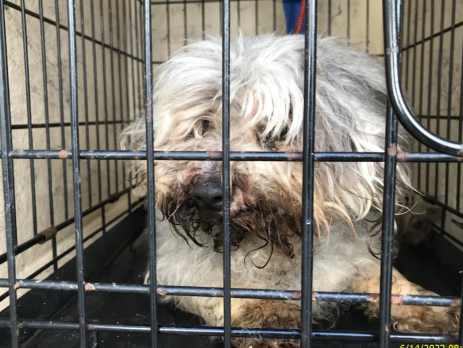 Maltese dog was left abandoned locked inside a dog crate at a gas station.