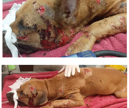It is believed she was mistreated, brutalized, and possibly used as a bait animal in dog fighting