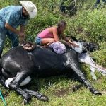 The horse was able to get into the trailer and was transported to a controlled environment for further treatment. 