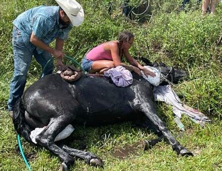 The horse was able to get into the trailer and was transported to a controlled environment for further treatment. 