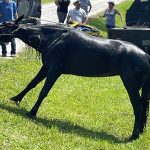 The horse was able to get into the trailer and was transported to a controlled environment for further treatment. 