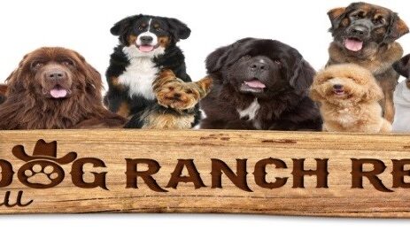 The Palm Beach County Sheriff’s Office Mentoring Program will bring 80 kids to enjoy a day full of activities at Big Dog Ranch Rescue.